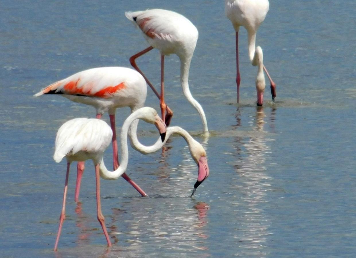 Appartamento delizioso attico a 500 metri dal mare Avola Esterno foto